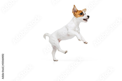 Portrait of cute playful puppy of Jack Russell Terrier in motion, jumping, playing isolated over white studio background