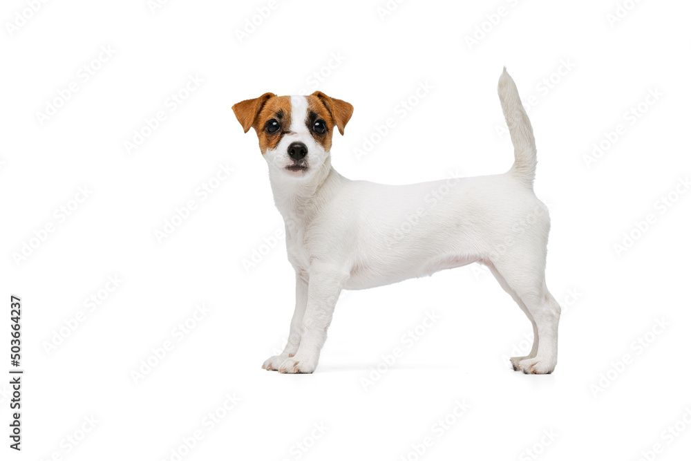 Obraz premium Portrait of cute Jack Russell Terrier puppy looking at camera, posing isolated over white studio background