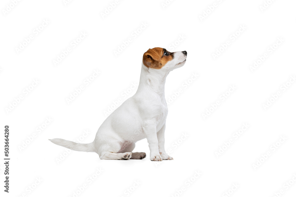 Portrait of cute small puppy of Jack Russell Terrier calmly sitting, posing isolated over white studio backgorund