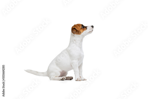 Portrait of cute small puppy of Jack Russell Terrier calmly sitting, posing isolated over white studio backgorund