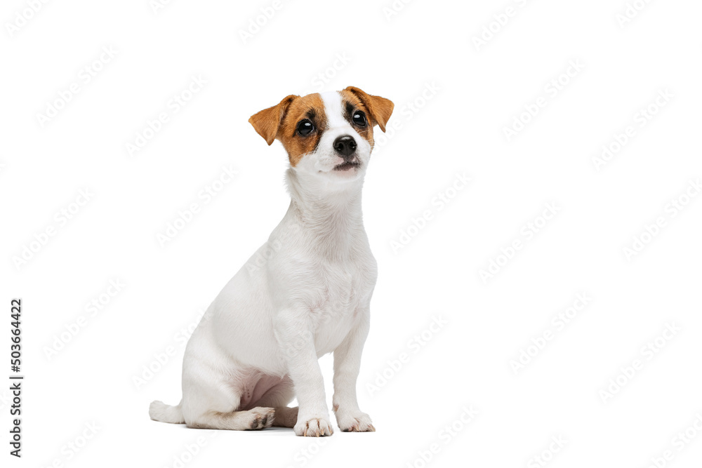 Portrait of small cute dog, Jack Russell Terrier puppy calmply sitting, posing isolated over white studio background