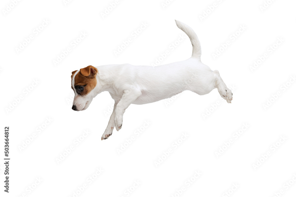 Portrait of cute playful puppy of Jack Russell Terrier in motion, jumping down isolated over white studio background