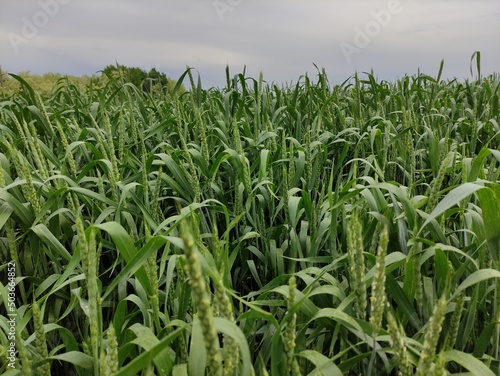 Young wheat field on a cloudy day