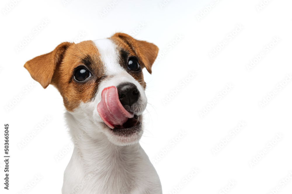 Portrait of cute Jack Russell Terrier puppy with sticking out tongue posing isolated over white studio background