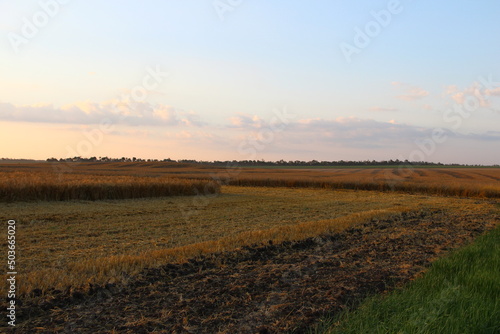 Ripe wheat field at evening