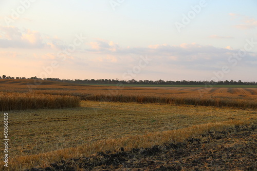 Ripe wheat field at evening