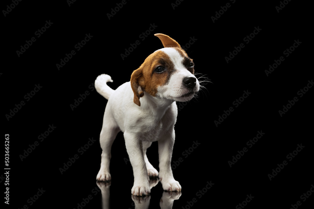 Portrait cute and funny puppy, Jack Russell Terrier dog in motion, posing isolated over black studio background