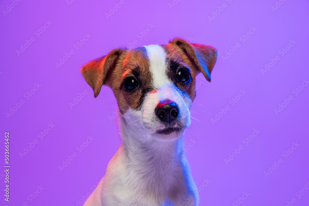 Portrait of cute looking small dog of Jack Russell Terrier posing isolated over purple background in neon. C