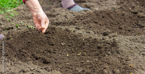 Young adult woman hand planting pumpkin seeds in fresh dark soil.