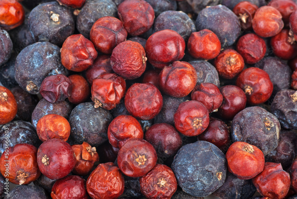 Fototapeta premium Herbs: Dried high juniper (Juniperus excelsq) berries