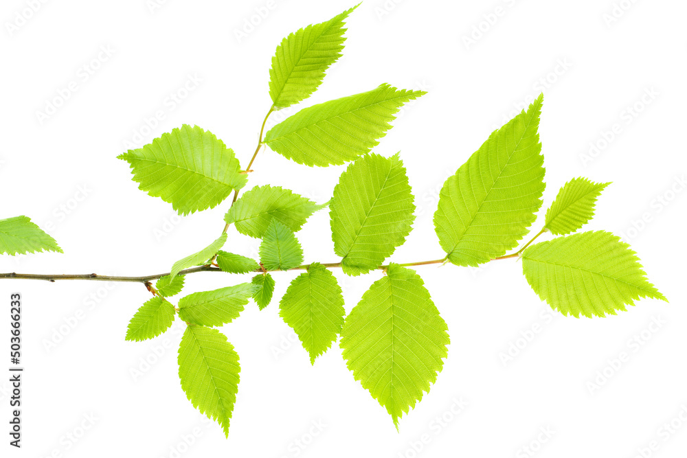 Green branch of hazelnut tree isolated on white background Green branch of hazelnut tree isolated on white background