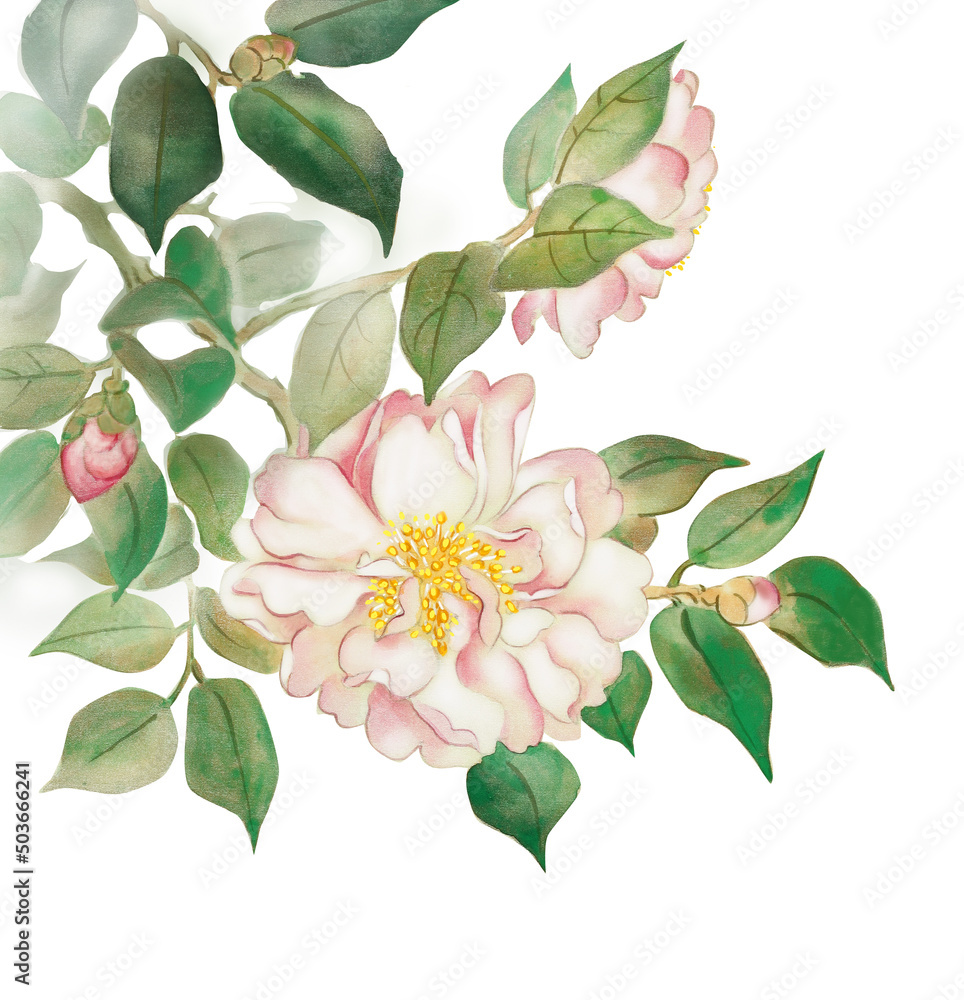 Kisho 冬に咲く白とピンクのさざんかの花 Kisho 冬に咲く白とピンクのさざんかの花