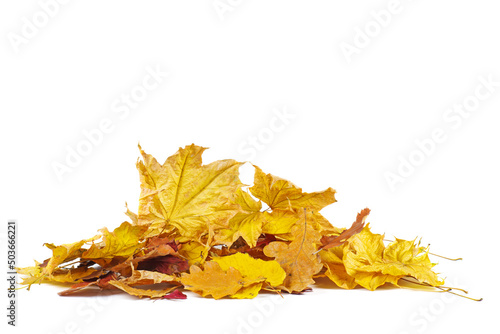 Foliage. Leaves of different colors isolated on white background