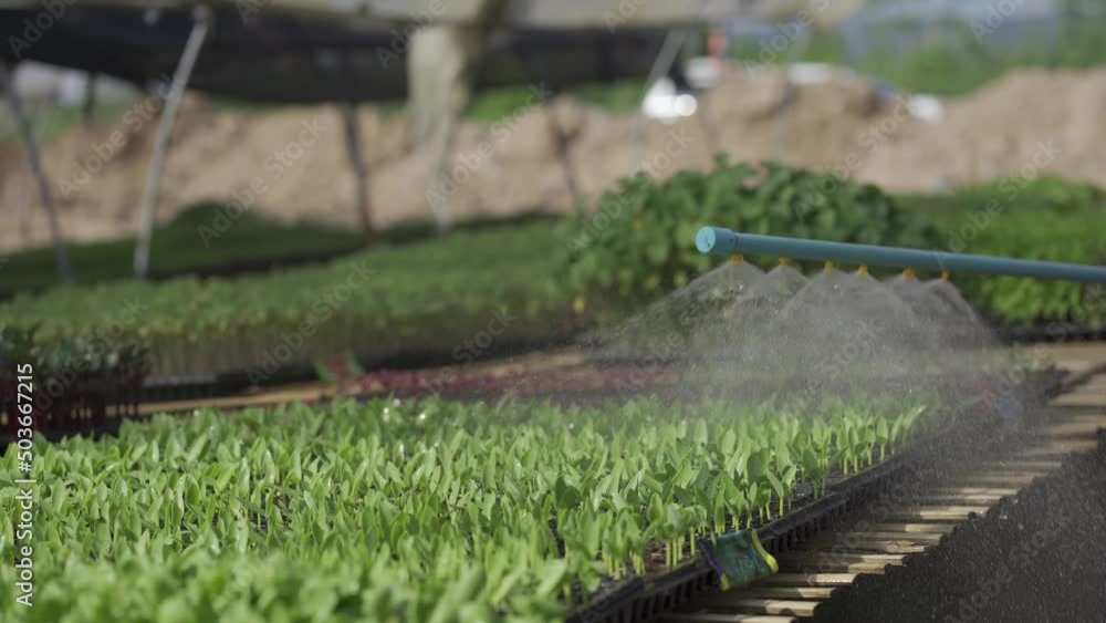 Garden workers watering breaks planted in the garden harvesting fresh vegetable bio-products. organic agriculture small local produce irrigated real 4k video Garden workers watering breaks planted in the garden harvesting fresh vegetable bio-products. organic agriculture small local produce irrigated real 4k video
