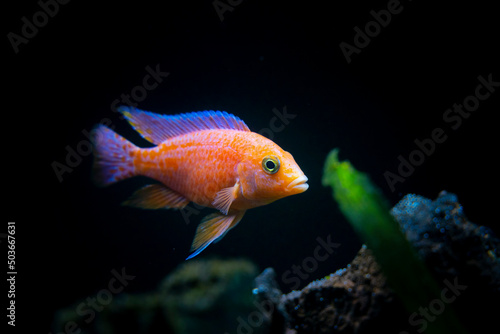Cichlid colorful fish in aquarium
