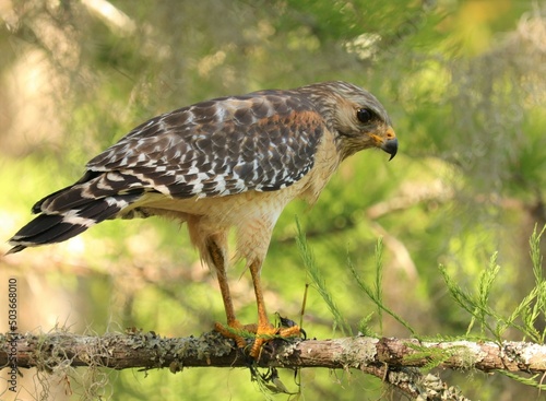 Red=shouldered hawk on the prowl