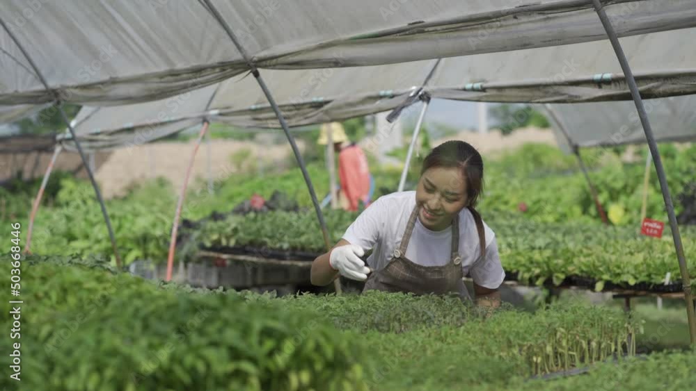 Asian woman gardener checking the quality of fresh agricultural produce in various vegetable farms 4k video Asian woman gardener checking the quality of fresh agricultural produce in various vegetable farms 4k video
