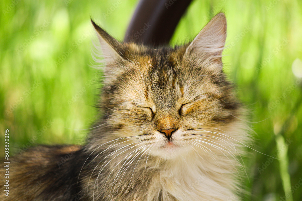 cat on grass