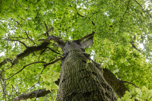 Looking Up into the Canopy of an ancient English Oak (Quercus robur)