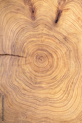 Wallpaper Mural wood cut texture Torontodigital.ca