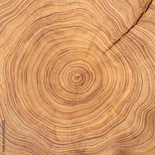 Fototapeta Naklejka Na Ścianę i Meble -  wood cut texture