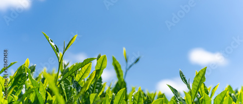 茶葉・青空