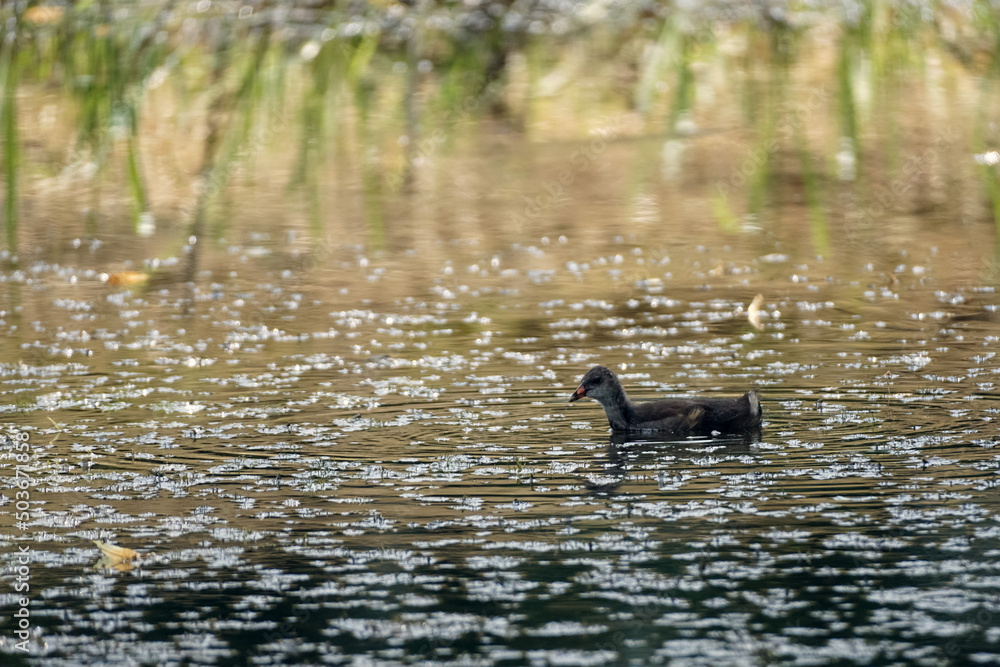 Baby Moorhen swims in the pond. Common moorhen - Gallinula Chloropus.