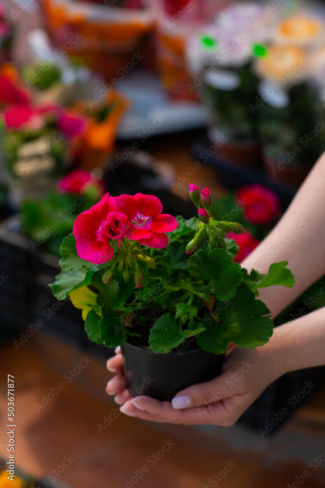 Obraz premium Pelargonium or Pelargonium Grandiflorum flower. Close up Pink Regal pelargonium. Grandiflora royal pelargonium cultivar Burghi plant.