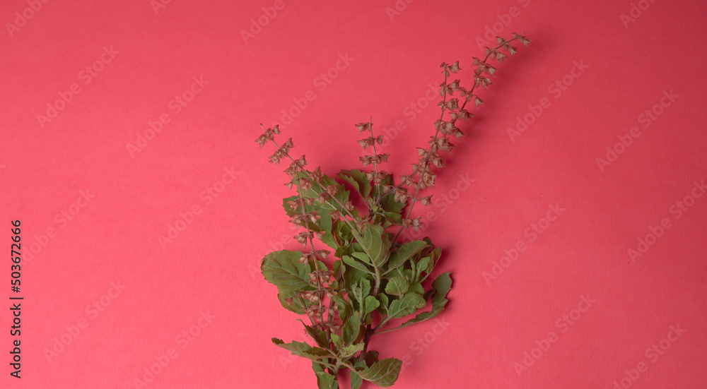 Holy basil, tulasi or tulsi, is an aromatic perennial plant in the