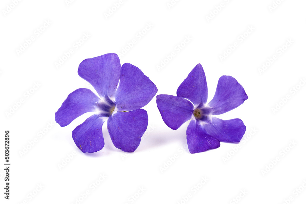 Blue periwinkles isolated on white background. Spring flowers. Blue periwinkles isolated on white background. Spring flowers.