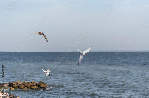 The tern (sea tern) living in the Izmir city forest is constantly hunting fish both to feed its stomach and to take food to its nest. © muratti6868