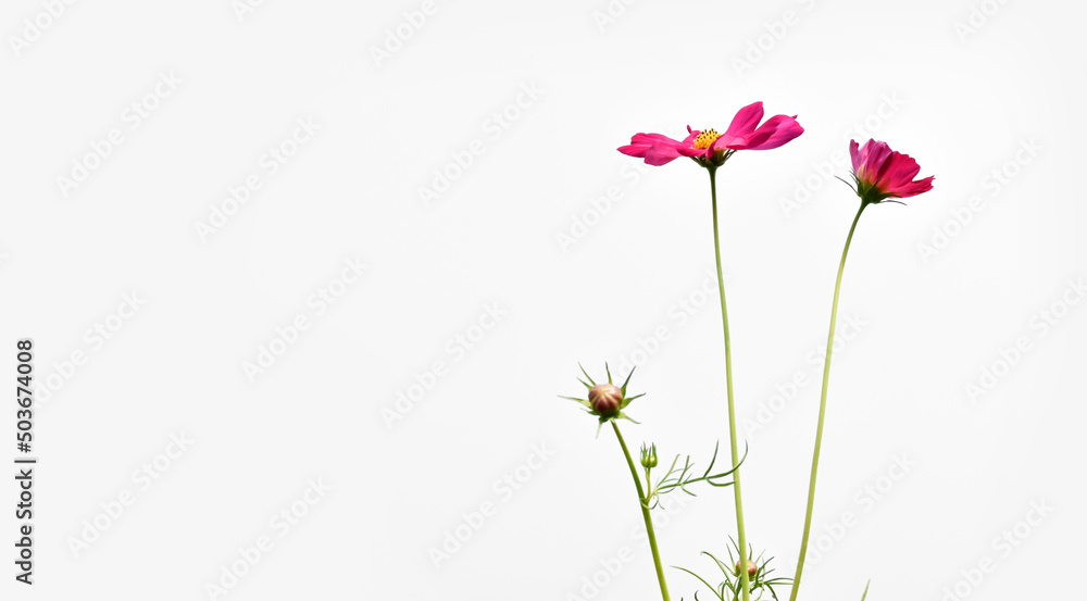 Isolated pink cosmos flower on white background. Isolated pink cosmos flower on white background.