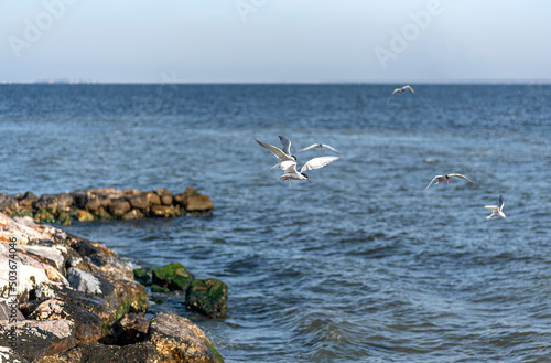 The tern (sea tern) living in the Izmir city forest is constantly hunting fish both to feed its stomach and to take food to its nest. © muratti6868