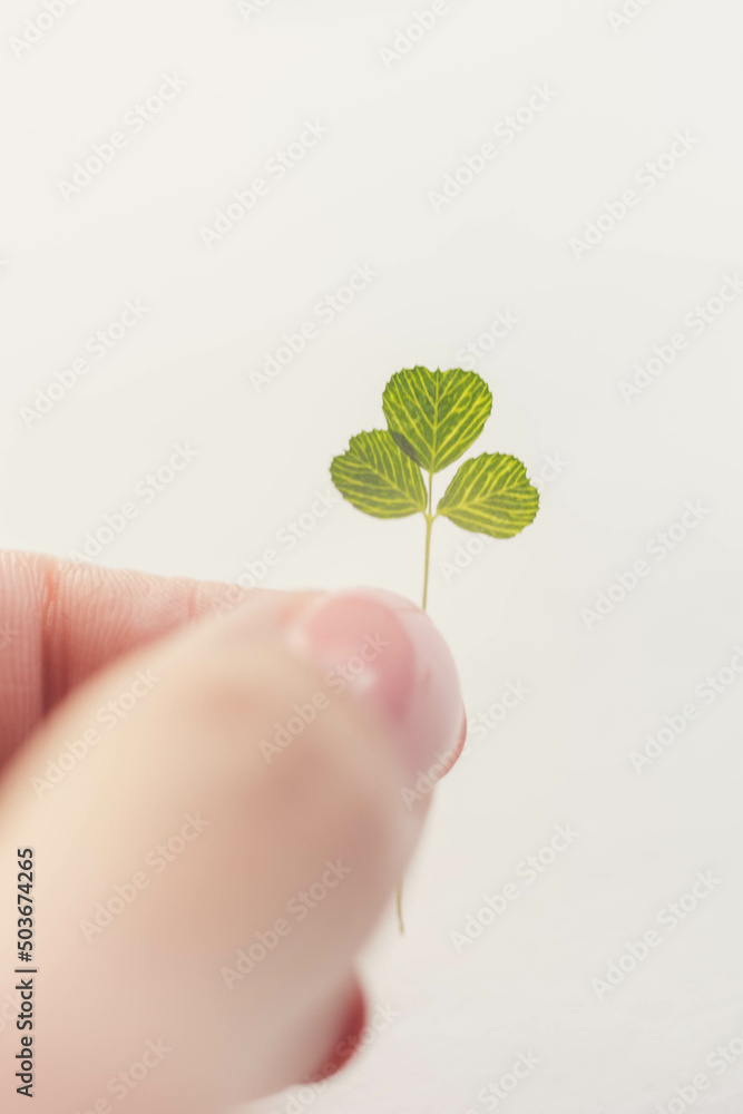Green clover in female fingers on white table background Green clover in female fingers on white table background