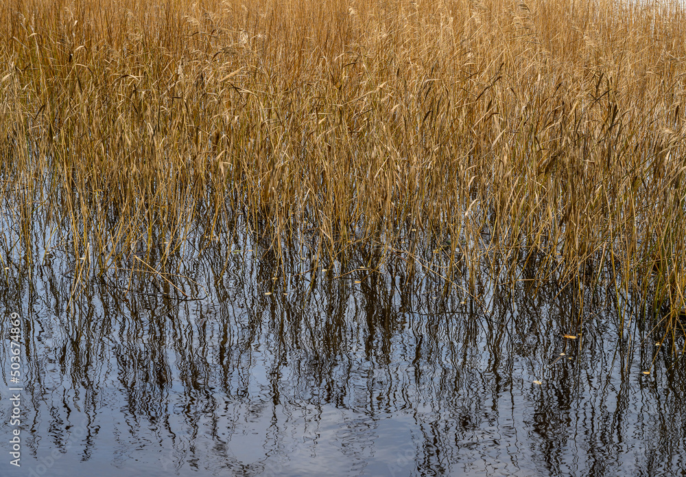 golden grass. Monrepos park near Vyborg on shore of bay in autumn. Monrepo Park. golden grass golden grass. Monrepos park near Vyborg on shore of bay in autumn. Monrepo Park. golden grass