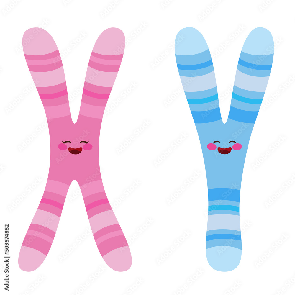 Cute pink X and blue Y Chromosome characters isolated on white background Cute pink X and blue Y Chromosome characters isolated on white background