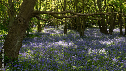 bluebells in the woods