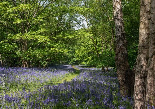 Bluebell woods