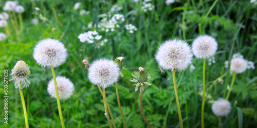 White dandelion isolated on green grass background.