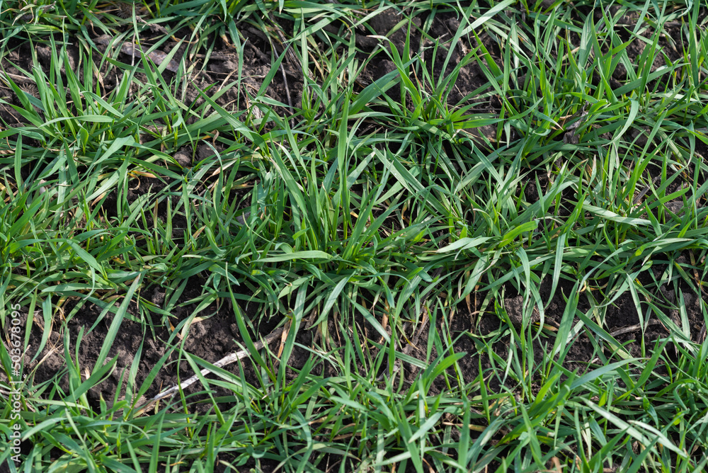Cracked earth soil as a texture background. Top view. Cracked earth soil as a texture background. Top view.