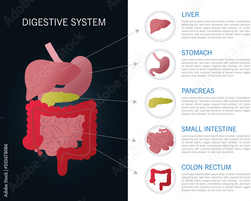 Illustration of the internal part of the human digestive system..