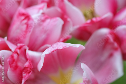 Faded Tulips close up. Bouquet of pink Tulips close up. Tulip petals. Buds of faded flowers. Beautiful bouquet. Floral background. Pink blooming Tulips on green natural background. Tulip bud