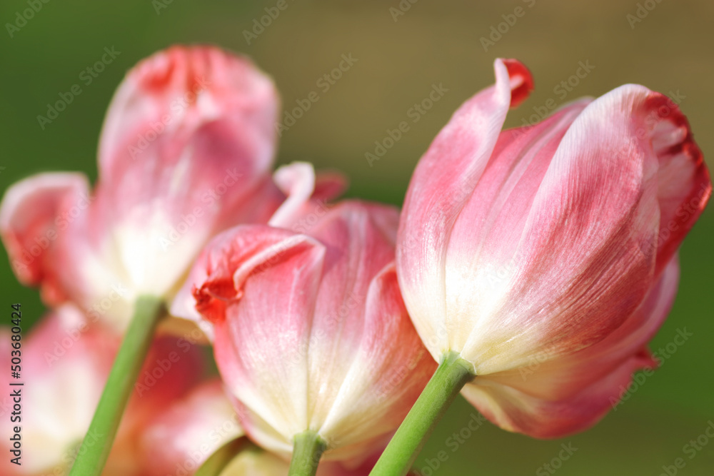 Faded Tulips close up. Bouquet of red Tulips close up. Tulip petals. Buds of faded flowers. Beautiful bouquet. Floral background. Red  blooming flowers on green natural background. Tulip bud