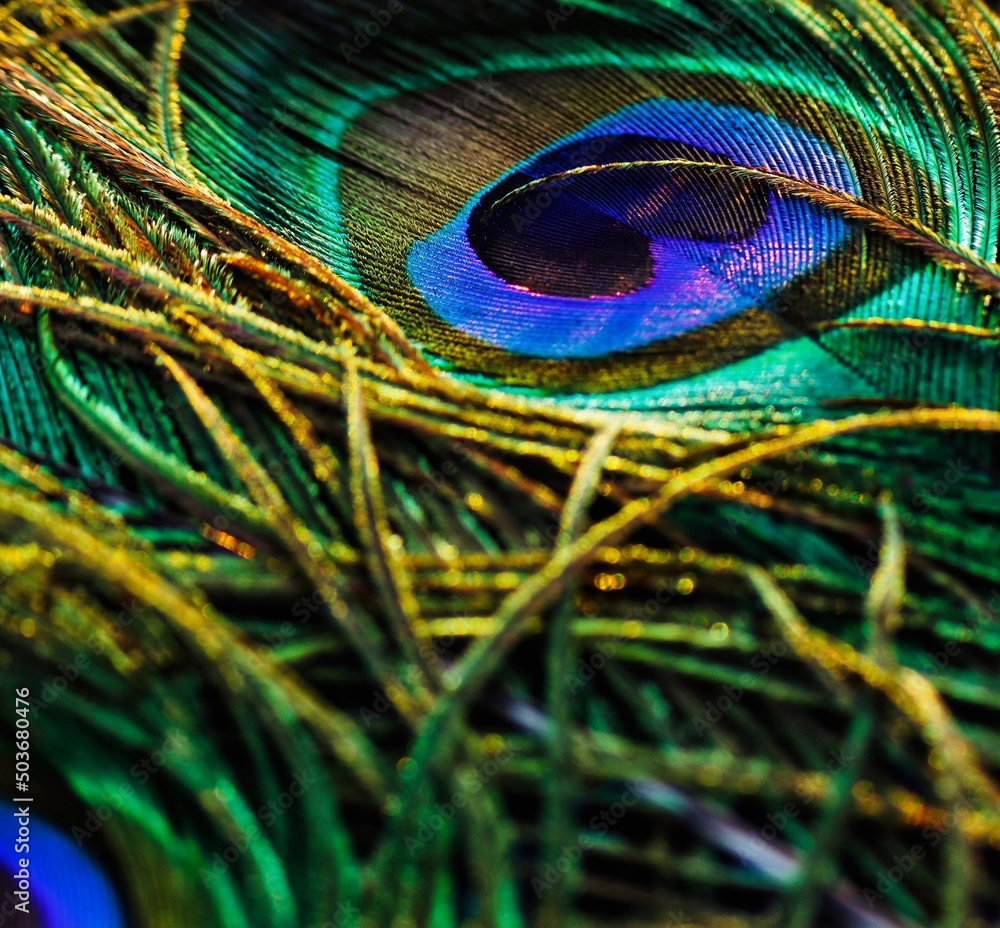 Naklejka premium Peacock feather closeup. Peafowl feather. Abstract background. Mor pankh.