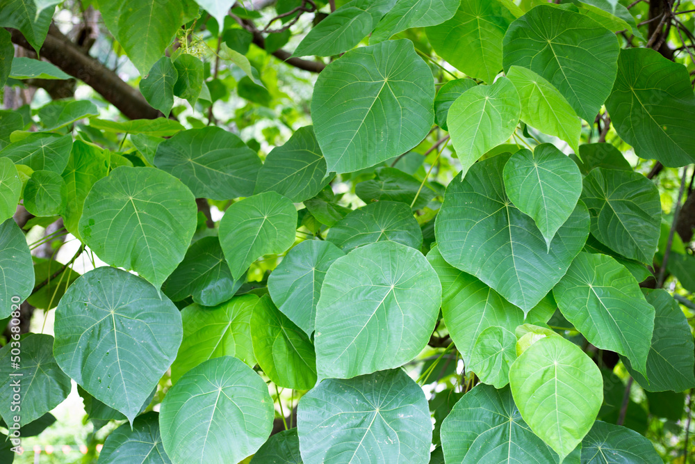Green leaves plant as background. Green leaves plant as background.