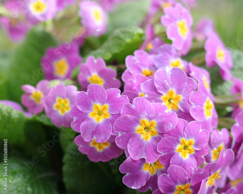 Primrose or Primula in the spring garden. Blooming purple Primroses flowers. Primula Polyanthus. Purple flowers in spring garden. Primroses in spring. Pink Primula Vulgaris. Floral background.