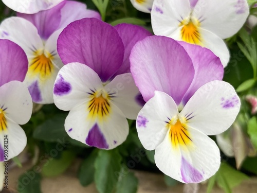 Hornveilchen blühen lila und weiß