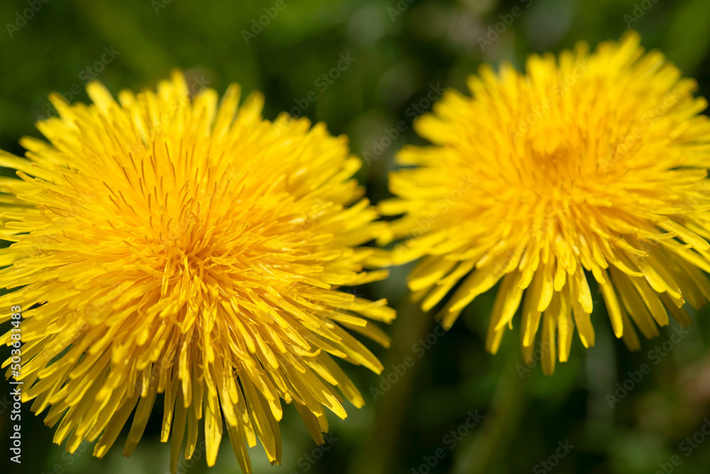 View with macro photography of two dandelion in early spring View with macro photography of two dandelion in early spring