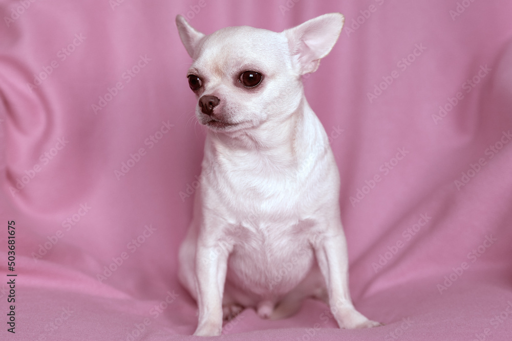 A sad chihuahua is sitting in a chair. Close-up portrait of a small dog. A sad chihuahua is sitting in a chair. Close-up portrait of a small dog.