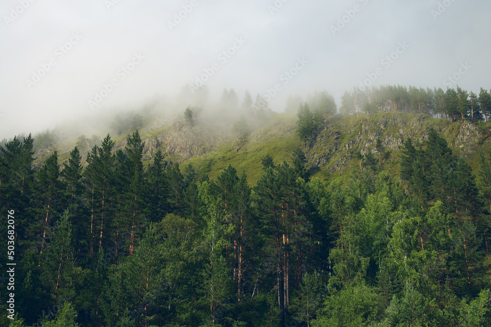 Mystic fantasy fog into the forest. Amazing mystical rising fog sky forest trees landscape in forest Mystic fantasy fog into the forest. Amazing mystical rising fog sky forest trees landscape in forest
